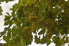 tuscan-grapes.jpg