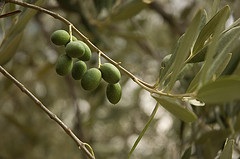 tuscan-olives.jpg