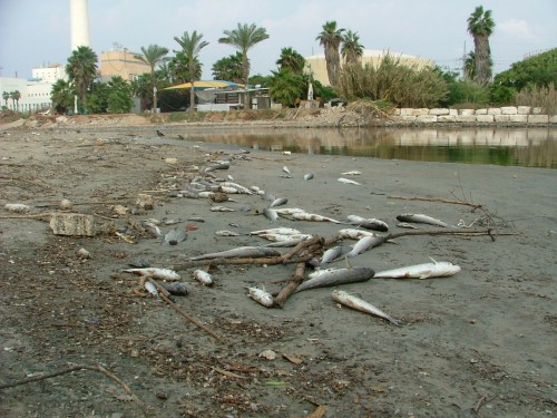 The aftermath of a chemical spill into the Yarkon River in Tel Aviv
