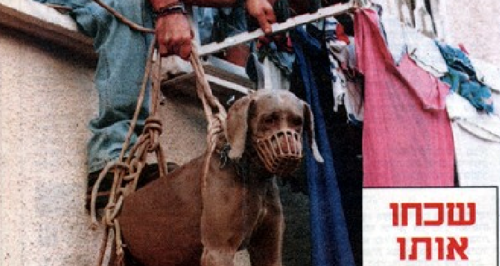 avi-kuzi-dog-windows