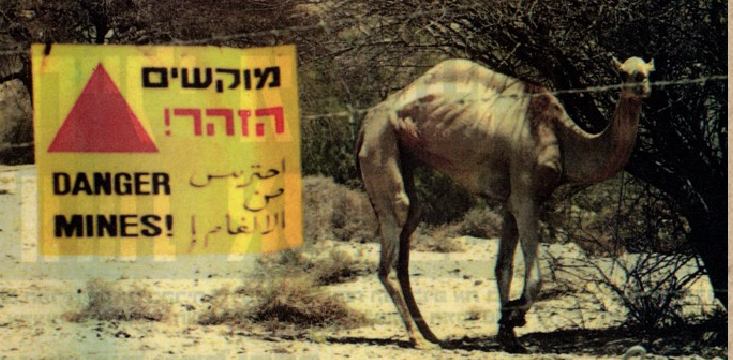 avi-kuzi-mines-camel