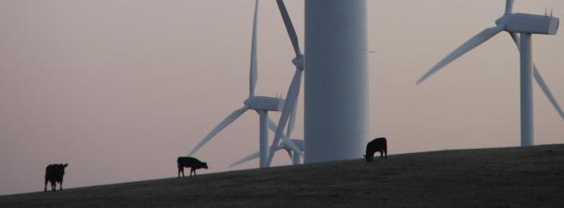 israel-cow-switzerland-energy