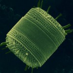 diatom